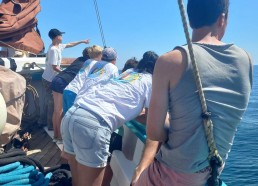 Observation des dauphins par les matelots