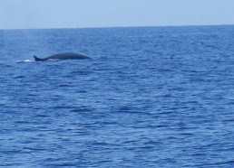 Observation de baleine dans le sanctuaire Pélagos