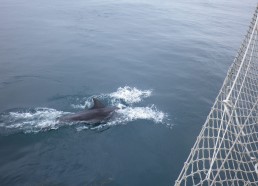 Un dauphin arrive jouer à l’étrave