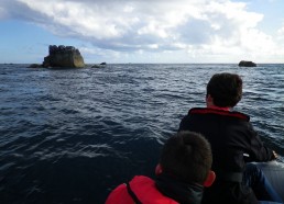 Observation des phoques depuis le zodiac