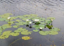 Les nénuphars en fleurs