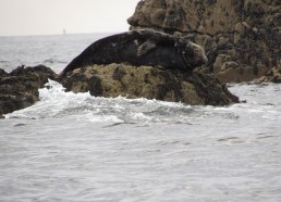 Phoque attendant la marée sur un reposoir