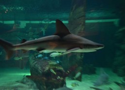 Requin taureau 