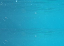 Nage avec les poissons