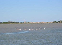 Quelques flamants roses