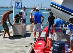 Arrivée des tortues à bord…