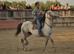 Découverte du travail de dressage