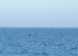 Les matelots ont jeté du sel de baleine en mer…les dauphins sont arrivés !