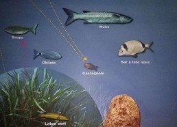 Voici les poissons que les Matelots ont observé sous l’eau !