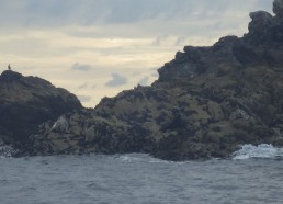 Phoques dans l’archipel de Molène