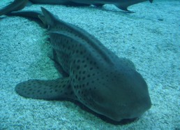 Un autre requin de l’aquarium de Monaco