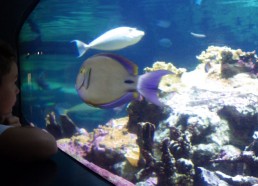 Visite de l’aquarium de la cité de la mer