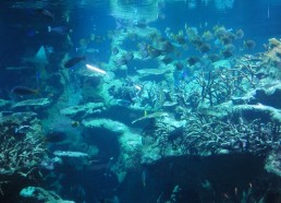 Aquarium le plus profond d’Europe (11 mètres)