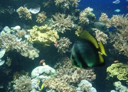 Corail et poissons de l’aquarium de Monaco