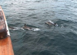 Dauphins