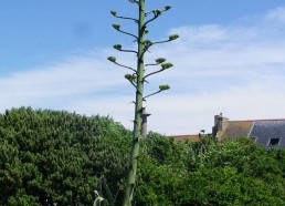Fleur d’agave, qui fleurit tous les 50 ans