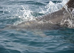 Les dauphins nous suivent