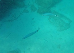 Encore plein de poissons sous les yeux des matelots