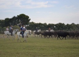 Découverte de la manade de Pierrot le Camarguais