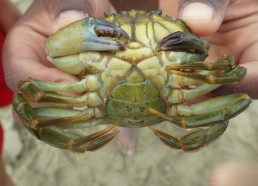 Crabe vert trouvé par Lionel