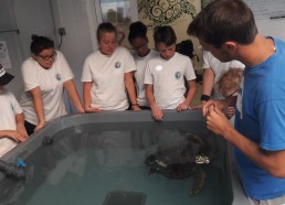 Maxence, animateur du CESTMed, présente les tortues aux Matelots