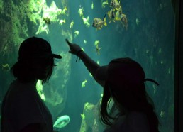 Visite de l’Aquarium de la Rochelle