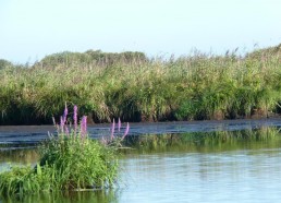 Le marais de Brière