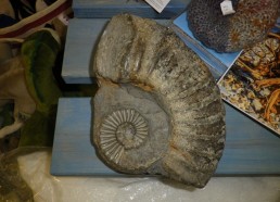 Fossile d’ammonite