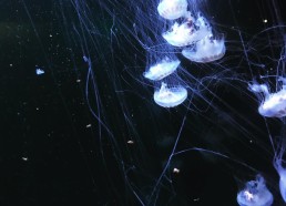 Méduses à longs filaments