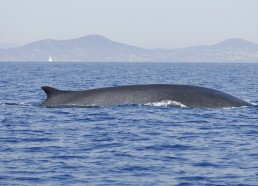 Un rorqual commun à vue du Patriac’h