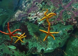 De belles étoiles de mer