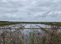 Marais salants