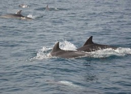 Des dauphins viennent à notre rencontre dès le matin…