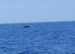Observation de baleine dans le sanctuaire Pélagos