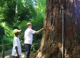 Louis et Idrissa teste la densité du tronc du séquoia (le tronc est mou)