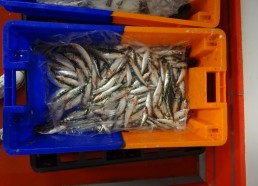 Dans le réfrigérateur quelques sardines attendent d’être vendues