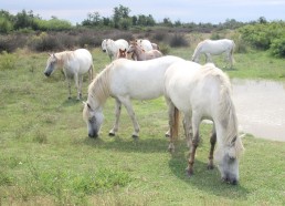 Une belle carte postale de Camargue