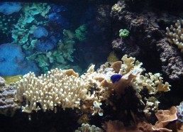 Poisson et corail tropicaux. © Océanopolis