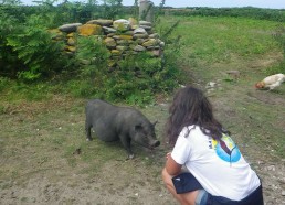 Fernand, le jeune cochon