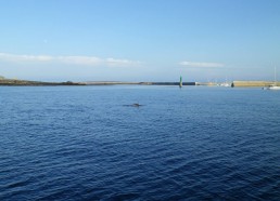 Arrivée à l’île de Sein avec les dauphins