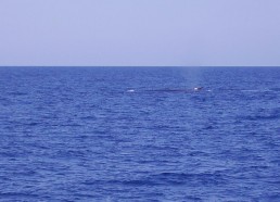 Rorqual commun