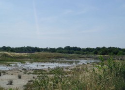 Les marais de Séné