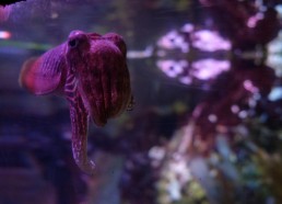 Un calamar curieux