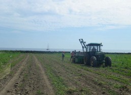 Ramassage de pommes de terre