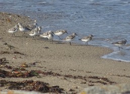 Les Bécasseaux Sanderling