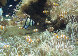 Méduses et poissons de l’aquarium de Monaco