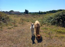 Alpagas mère et bébé