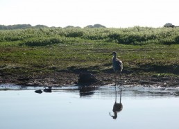 Un héron dans le marais de Brière