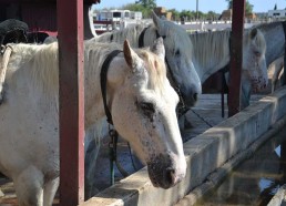 Chevaux camarguais