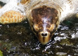 Tortue carette